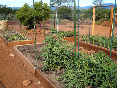 How To Build Vegetable Garden Boxes The Dirt At 