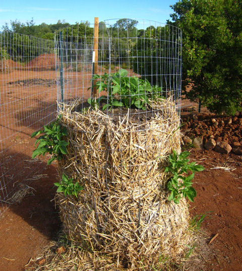 Június 24. - Igen!  A burgonya növények felnőnek és "kijönnek", szalmán és kerítés lyukakon keresztül dugva.